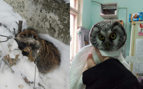 В Пензе спасли травмированного совенка и енотку Тануки - видео