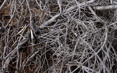 В Пензенской области действуют особые правила сбора валежника