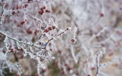В Пензенской области 10 января ожидается 26-градусный мороз