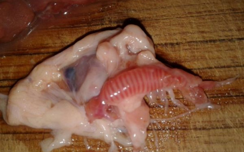 Пензенец нашел в куриной печени упитанного ленточного червя