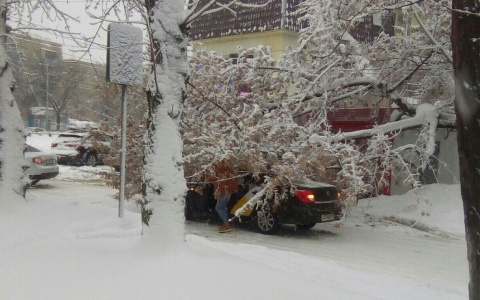 В Пензе на "Яндекс. Такси" обрушилось тяжелое дерево