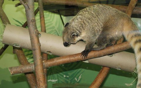 Пензенским носухам пришлось поохотиться за едой в бумажной трубе
