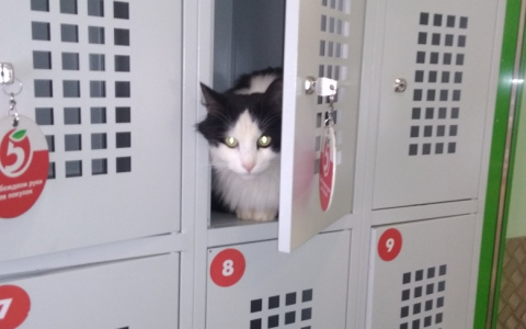 "Не выгоняйте на мороз": в пензенском магазине в камере хранения поселился пушистый "покупатель"