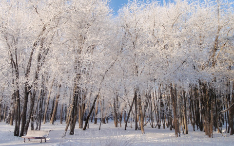 В Пензе появится Студенческий сквер