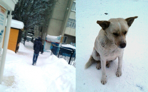 Пензенцы шокированы попыткой задушить собаку в центре города