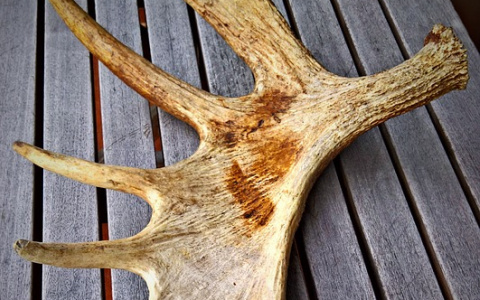 Необычный выбор: пензенец украл у пенсионерки рога лося и резиновые сапоги