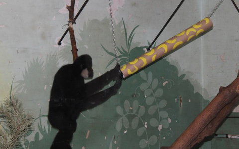 Сотрудники Пензенского зоопарка преподнесли обезьянке Бенитте необычный подарок