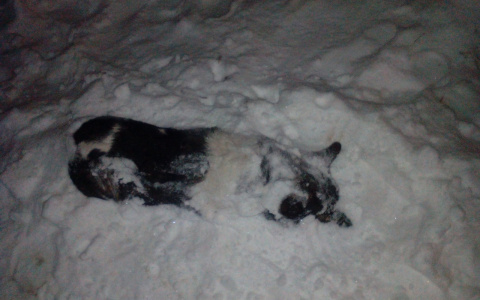 Кошмар в Кузнецке: мертвые собаки на улицах города