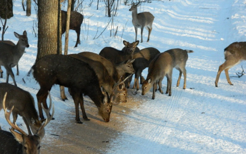 В Пензенской области появятся сто новых пятнистых оленей