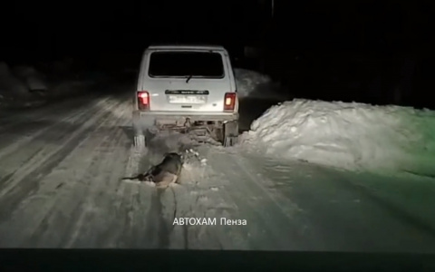 Жалко собачку: в Пензенской области водитель выгуливал пса, привязав к своей машине