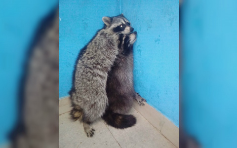 «Избивает ногами и не кормит»: пензенец о содержании зверей в одном из зоопарков