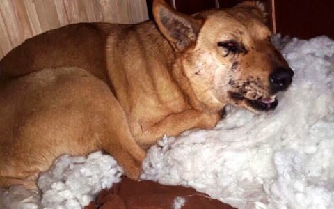 «Псу – меж лопаток, Малышке – в мордочку»: очевидица об охоте на собак в Бессоновке