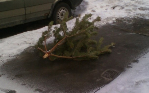 "Еще один слабак сдался": Пензенцы все еще выкидывают елки