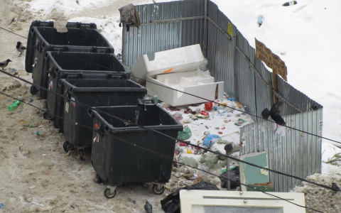 Нашествие крыс в Пензе: грызуны атаковали одну из главных улиц в городе