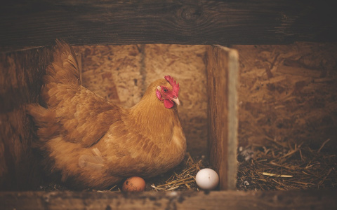 В Пензенской области курицы снесли более 17 миллионов яиц
