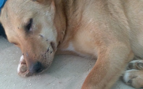 «Отек спал, капли помогают»: собака, в которую стреляли в Бессоновке, идет на поправку