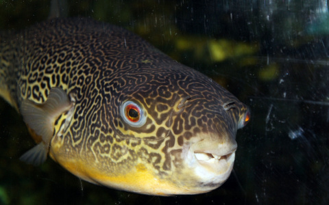 В пензенском океанариуме обитает рыба, которая моргает и раздувается