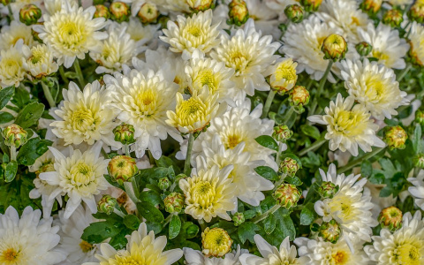 Какие цветы будут радовать глаз пензячек дольше всего?