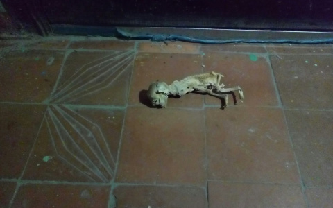 "Скелет чупакабры": пензенцы обсуждают неопознанный труп в подъезде