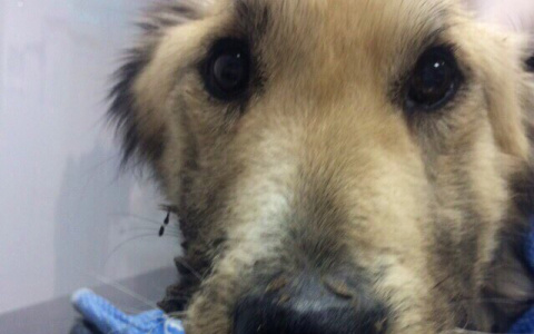 "Зефирку придется усыпить": пензенской собаке, которую забрали из недостроенного дома, стало хуже