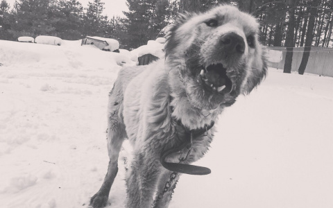 «Беги по радуге, Зефирка»: больная собака из пензенского питомника умерла, не дождавшись врача