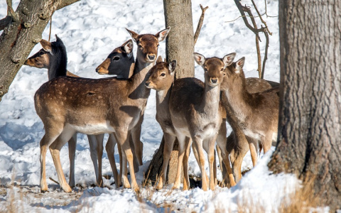 В Пензенской области охотники застрелили пятнистого оленя