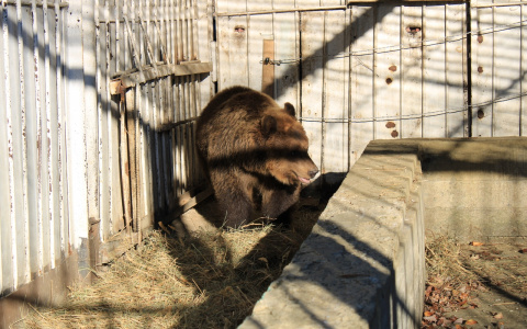"Нюра хочет домой": пензенцев просят помочь с переездом медведицы к минскому жениху