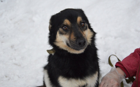 Что делать, если нашли животное на улице – рассказывают пензенские волонтеры