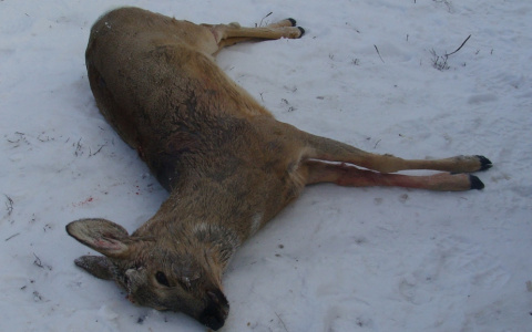 В Пензенской области охотничьи лайки разорвали косуль