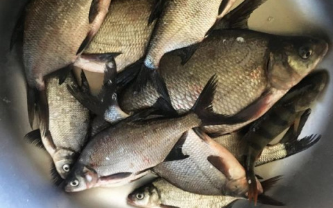 "Может вызвать рак и цирроз печени": в Пензенскую область привезли зараженную рыбу