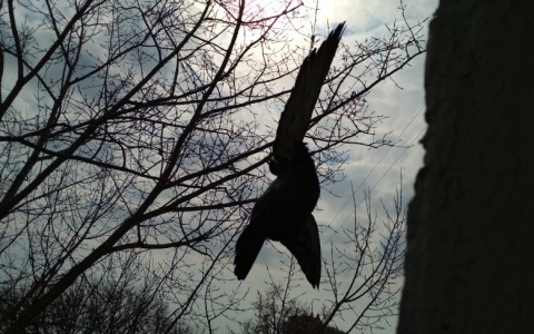 В Сети пензенцы обсуждают голубя-суицидника