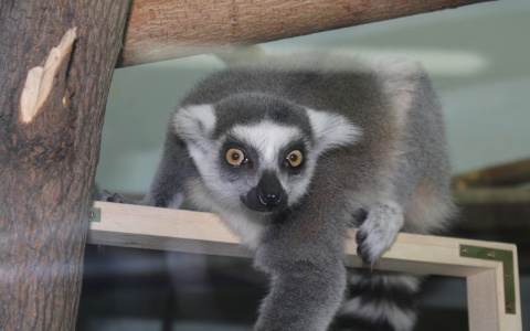 Лемурам пензенского зоопарка подарили необычные игрушки