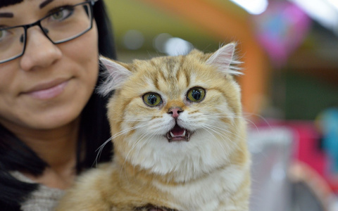 Кошачья правда: тест о домашних животных для пензенцев от Pro Город