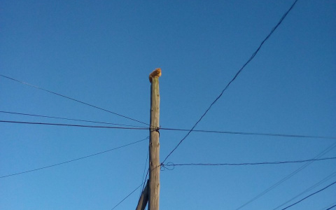 "Голодный и обессиливший: кто спасет пензенского кота?