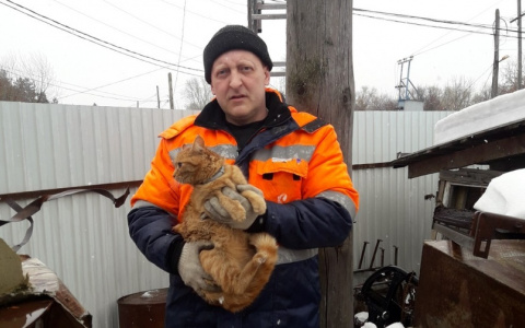 Кузнецкий богатырь: мужчина залез на столб и спас кота