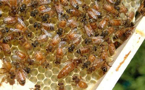 В Пензенской области будут отмечать двойной праздник