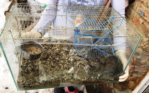 В пензенский приют для животных подкинули голодных бельчат