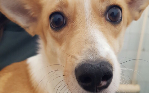 "С театральными слезами": хозяева брошенной собаки обманом забрали ее из пензенского питомника