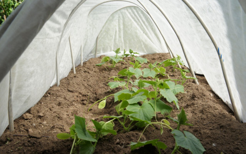 Заключенные в Пензе выращивают огурцы для горожан к празднику
