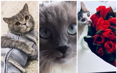 "Цитаты великих": чем делятся в Инстаграме пензенские кошки и собаки?