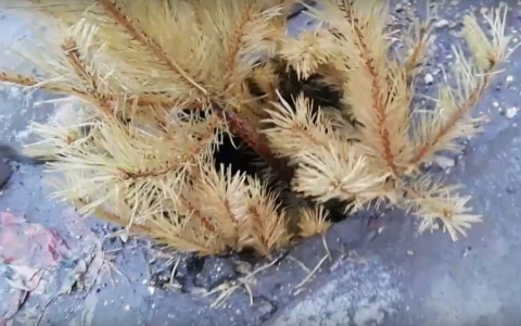 «Елка из колодца выросла»: пензенцы обсудили видео с необычным «арт-объектом»