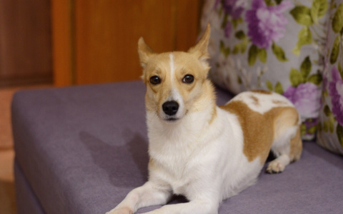 "Щенок раздора": пензячка хочет судиться за свою собаку с волонтерами