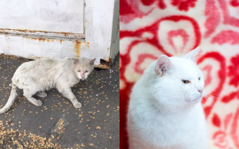 "Трясется от страха и шипит": пензенские волонтеры показали, как преобразился кот Джельсомино