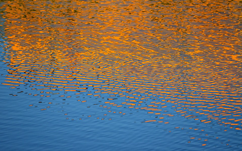 В Заречном Пензенской области нашли нашли пруд "с гнильцой"