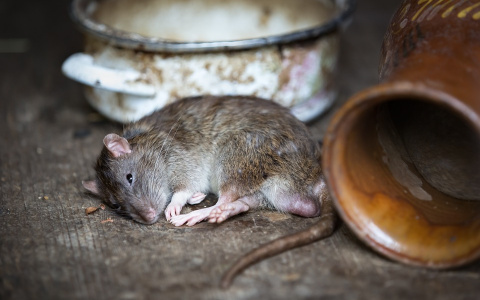 Мусорку около пензенского супермаркета атаковали крысы - видео