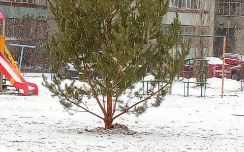 "В Пензе до сих пор Новый год?": праздничная сосна может рухнуть на детей