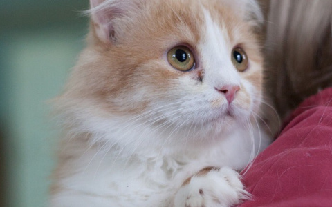 День бродячих животных: пензенцев просят спасти выброшенных на улицу котиков и собачек