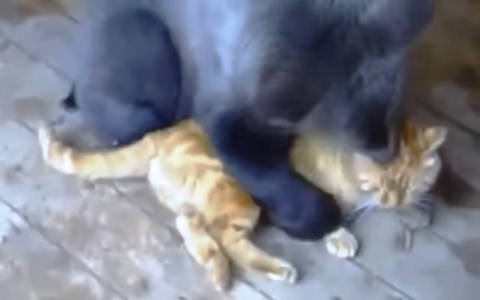 Пензенцы обсуждают, как кот-пенсионер воспитывает медвежонка – видео