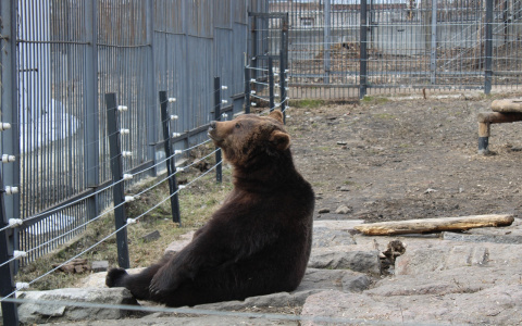 Медведи пензенского зоопарка "размышляют" о жизни