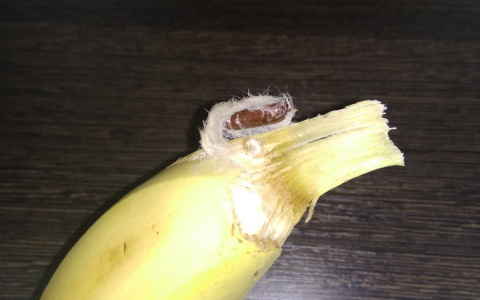 "Ядовитый паук?": пензенцы обсуждают живность в бананах